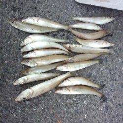 貝塚人工島　キスもシーズンインしております☆