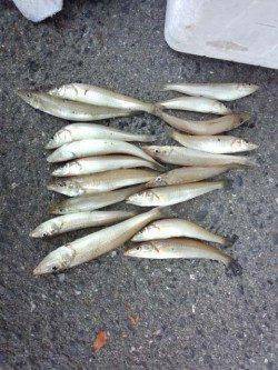 貝塚人工島　キスもシーズンインしております☆