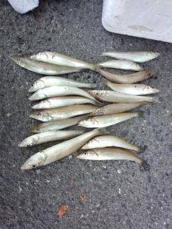 貝塚人工島　キスもシーズンインしております…