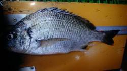 岸和田　午前4時からのエビ撒き釣りでキビレ…