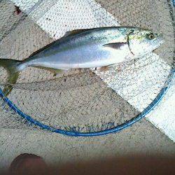 北港魚つり公園　ショアジギングでハマチ50cm☆