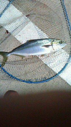 北港魚つり公園　ショアジギングでハマチ50cm☆