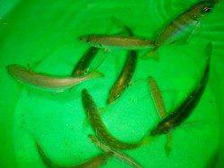 南塩屋でナイトアジング　アジに子サバ