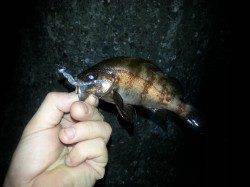 小雨が降る中アジング&メバリングの釣果