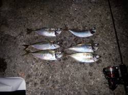 小雨が降る中アジング&メバリングの…