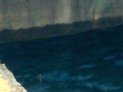 助松埠頭ウキ釣りでメバル、棚は1〜1ヒロ半でした