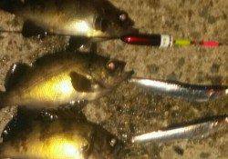 助松埠頭ウキ釣りでメバル、棚は1〜1ヒロ半でした