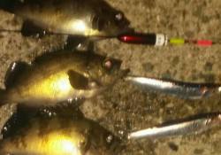 助松埠頭ウキ釣りでメバル、棚は1〜1ヒロ半…