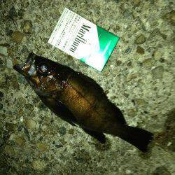 新浜漁港のメバリング釣果