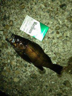 新浜漁港のメバリング釣果