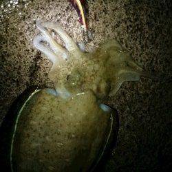 阿納～犬熊　エギングでアオリ狙いもコウイカ2kg