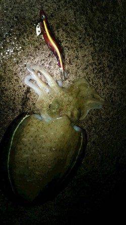 阿納～犬熊　エギングでアオリ狙いもコウイカ2kg