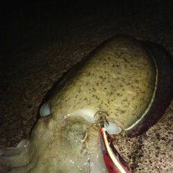 阿納～犬熊　エギングでアオリ狙いもコウイカ2kg