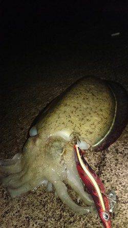 阿納～犬熊　エギングでアオリ狙いもコウイカ2kg