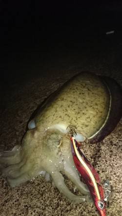 阿納～犬熊　エギングでアオリ狙いもコウイカ…