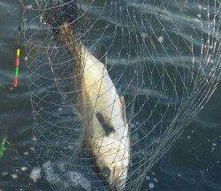 大阪南港　エビ撒き釣りでセイゴ・アブラメ☆