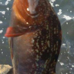 大阪南港　エビ撒き釣りでセイゴ・アブラメ☆