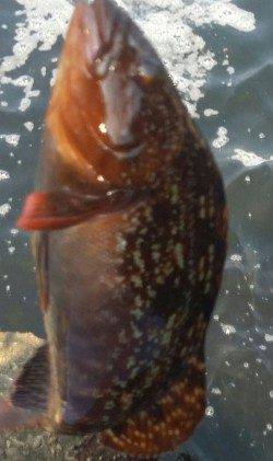 大阪南港　エビ撒き釣りでセイゴ・アブラメ☆