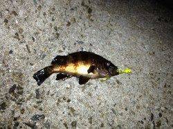 新浜漁港にてメバリング〜メバル・シーバスの釣果