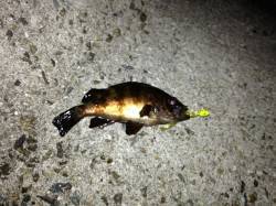 新浜漁港にてメバリング〜メバル・シーバスの…