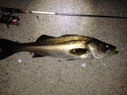 新浜漁港にてメバリング〜メバル・シーバスの釣果