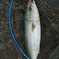 狙って釣った気持ちよさ！　北港魚つり公園のハマチ