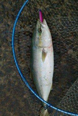 狙って釣った気持ちよさ！　北港魚つり公園のハマチ