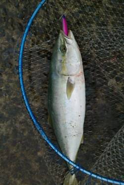 狙って釣った気持ちよさ！　北港魚つり公園の…