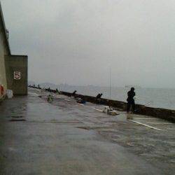 狙って釣った気持ちよさ！　北港魚つり公園のハマチ