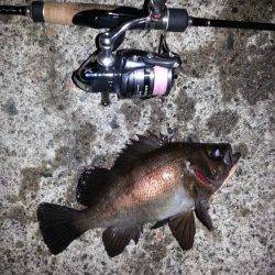 ショートバイトの連続でバラシの繰り返し…舞洲メバリング