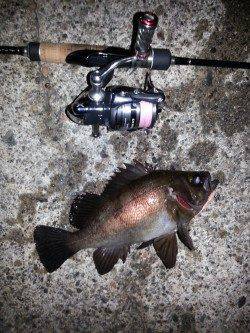 ショートバイトの連続でバラシの繰り返し…舞洲メバリング