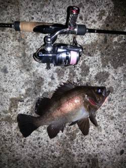 ショートバイトの連続でバラシの繰り返し…舞…