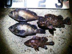 久々にメバリングに出陣〜津居山港周辺にて初アコウGET♪