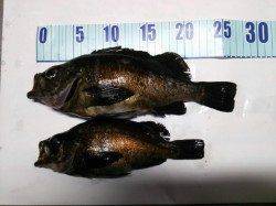 津居山港周辺メバリング〜良型メバルの引きを楽しめました♪