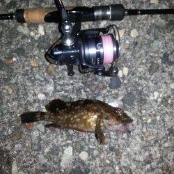 淀川河口周辺でメバリング〜爆風でガシラ・ソイのみで納竿