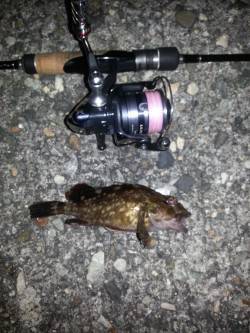 淀川河口周辺でメバリング〜爆風でガシラ・ソ…