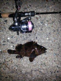 淀川河口周辺でメバリング〜爆風でガシラ・ソイのみで納竿