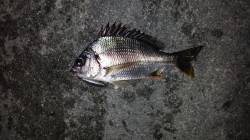 舞洲周辺でのチニング〜プラグでリアクション…