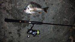 舞洲周辺でのチニング〜プラグでリアクションで釣りました