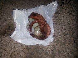 林崎漁港で新子のタコ釣れました〜シーズン開幕かな？