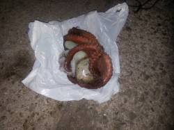 林崎漁港で新子のタコ釣れました〜シーズン開…