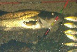 助松埠頭でサビキ&エビ撒き釣り〜アジ・ハネ・ガシラ