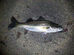 久々子、バイブで88cmのシーバス★自己記録更新です★