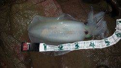 城ヶ崎でナイトエギング　アオリイカ1.5kg！他アジ・メバル