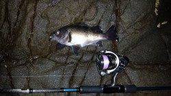 城ヶ崎でナイトエギング　アオリイカ1.5kg！他アジ・メバル