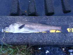 久々子、バイブで88cmのシーバス★自己記…