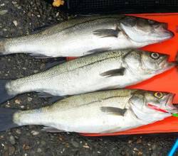 エビ撒きとチョイ投げ二刀流で七目達成、楽し…
