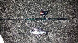 大阪南港周辺でチニング〜釣れたのはチビレでした