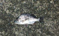 大阪南港周辺でチニング〜釣れたのはチビレでした