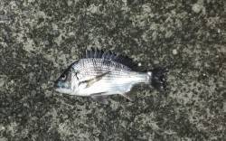 大阪南港周辺でチニング〜釣れたのはチビレで…